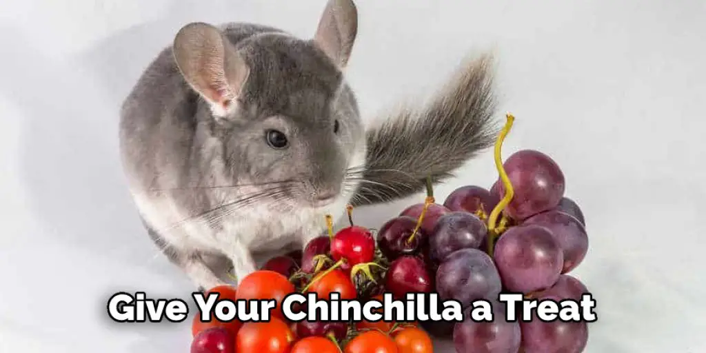 Give Your Chinchilla a Treat