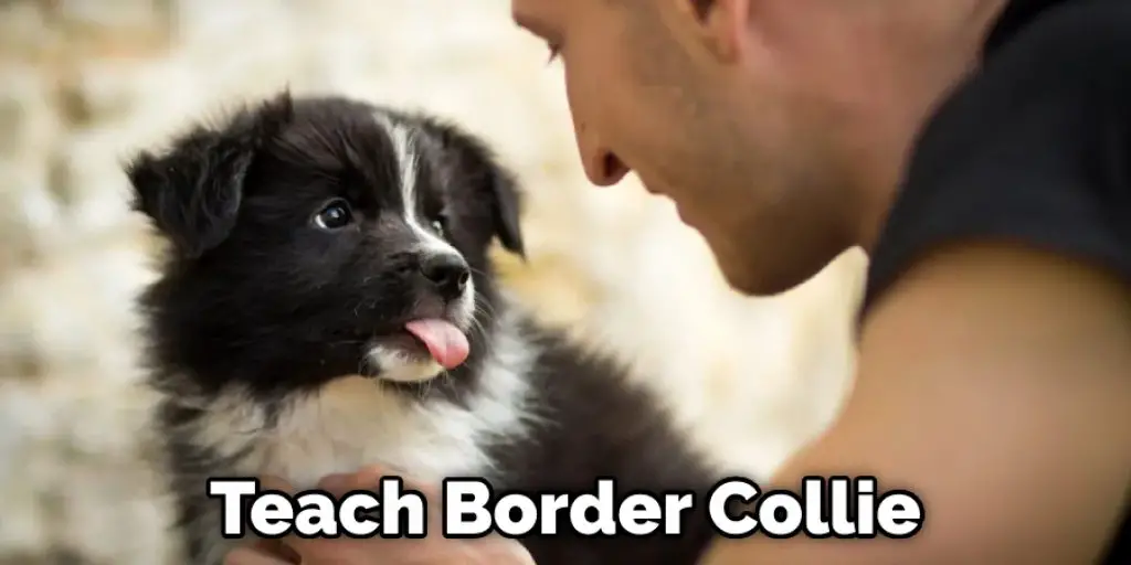 Teach Border Collie