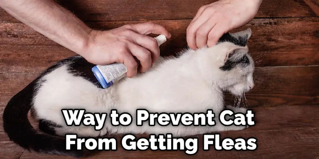 Way to Prevent Cat  From Getting Fleas
