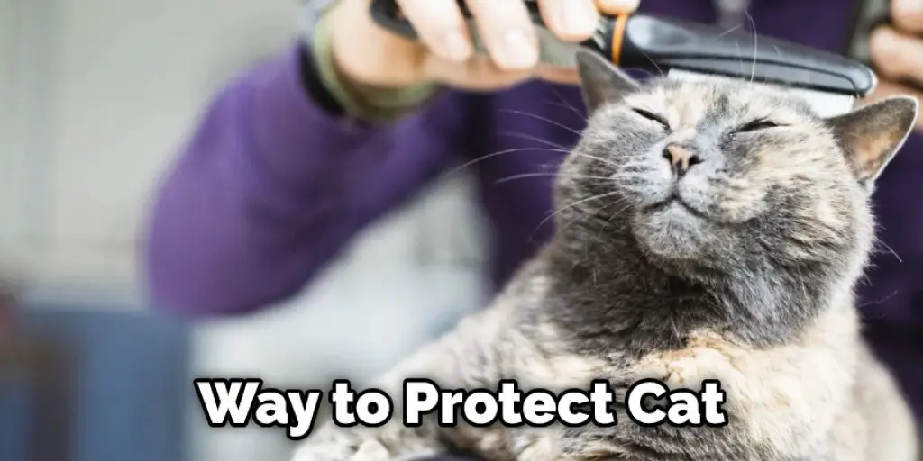 Way to Protect Cat