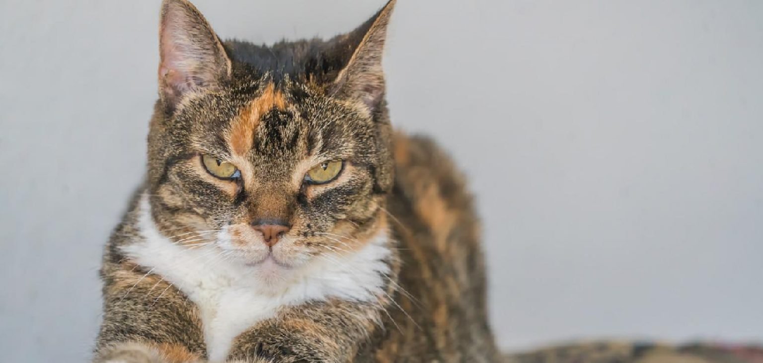 Why Does My Indoor Cat Have Fleas 10 Reasons (2024)