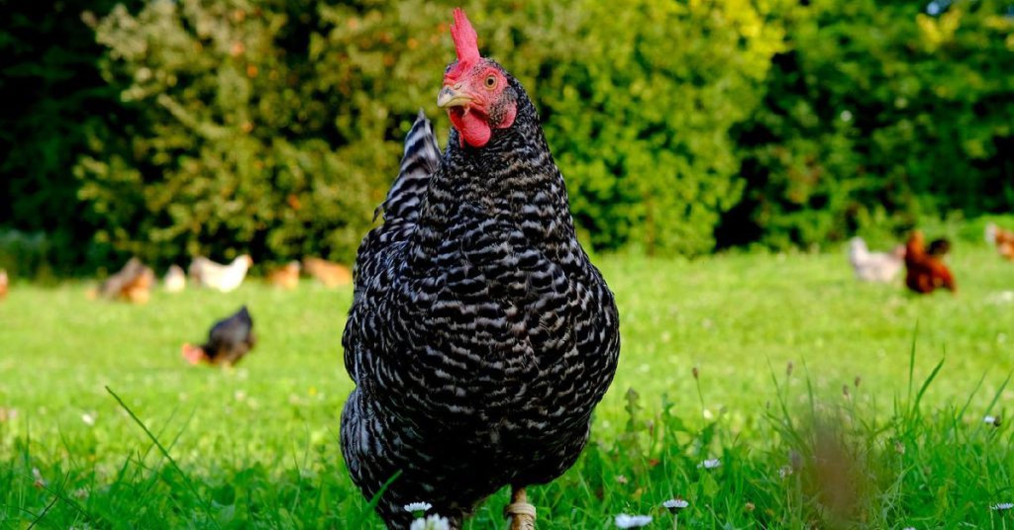 How to Keep Grass in Chicken Run Easy 8 Steps (2024)