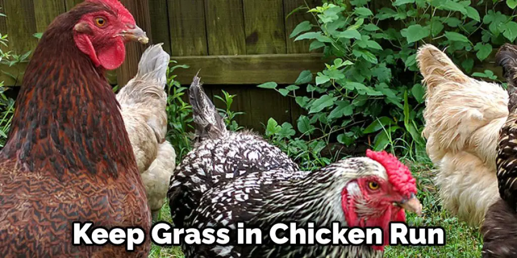 Keep Grass in Chicken Run