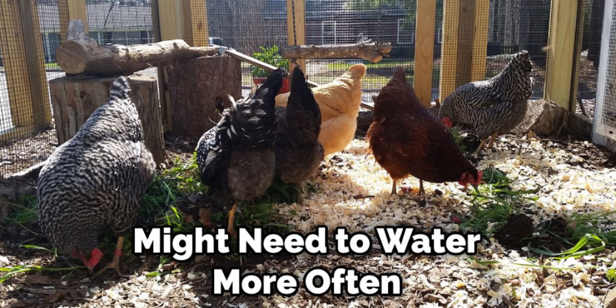 How to Keep Grass in Chicken Run Easy 8 Steps (2024)