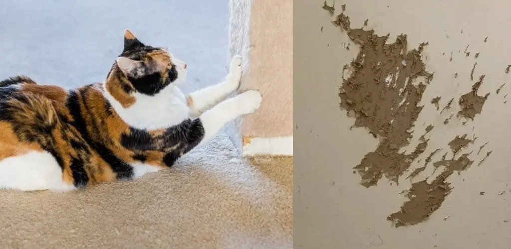 How to Fix Cat Scratches on Wall