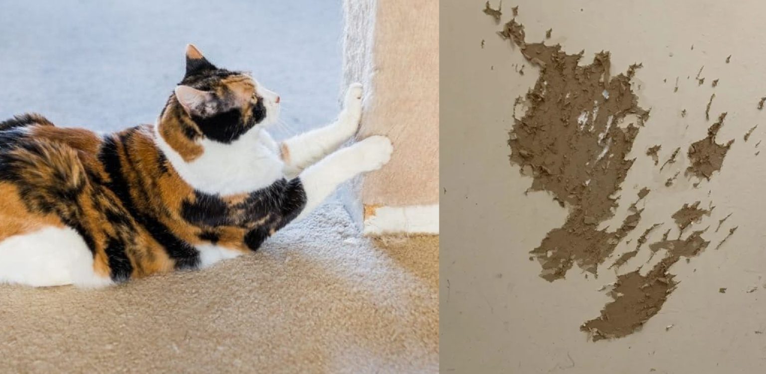 How to Fix Cat Scratches on Wall 15 Effective Ways (2024)