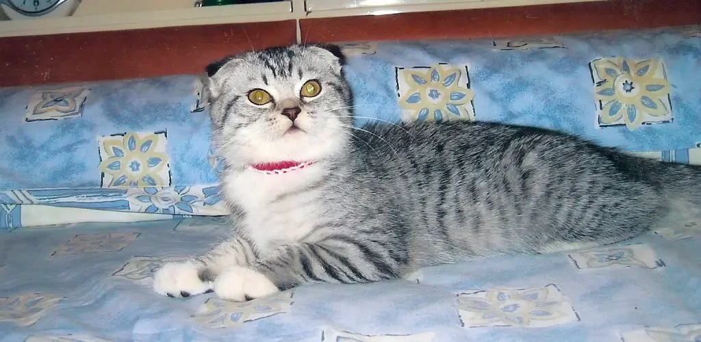 How to Block Under Bed From Cat