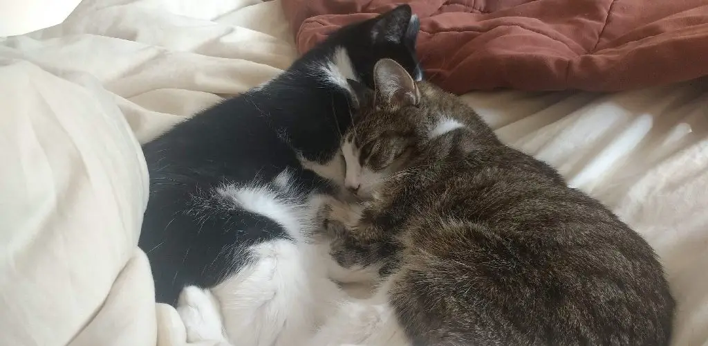 How to Keep Cats Warm in Garage