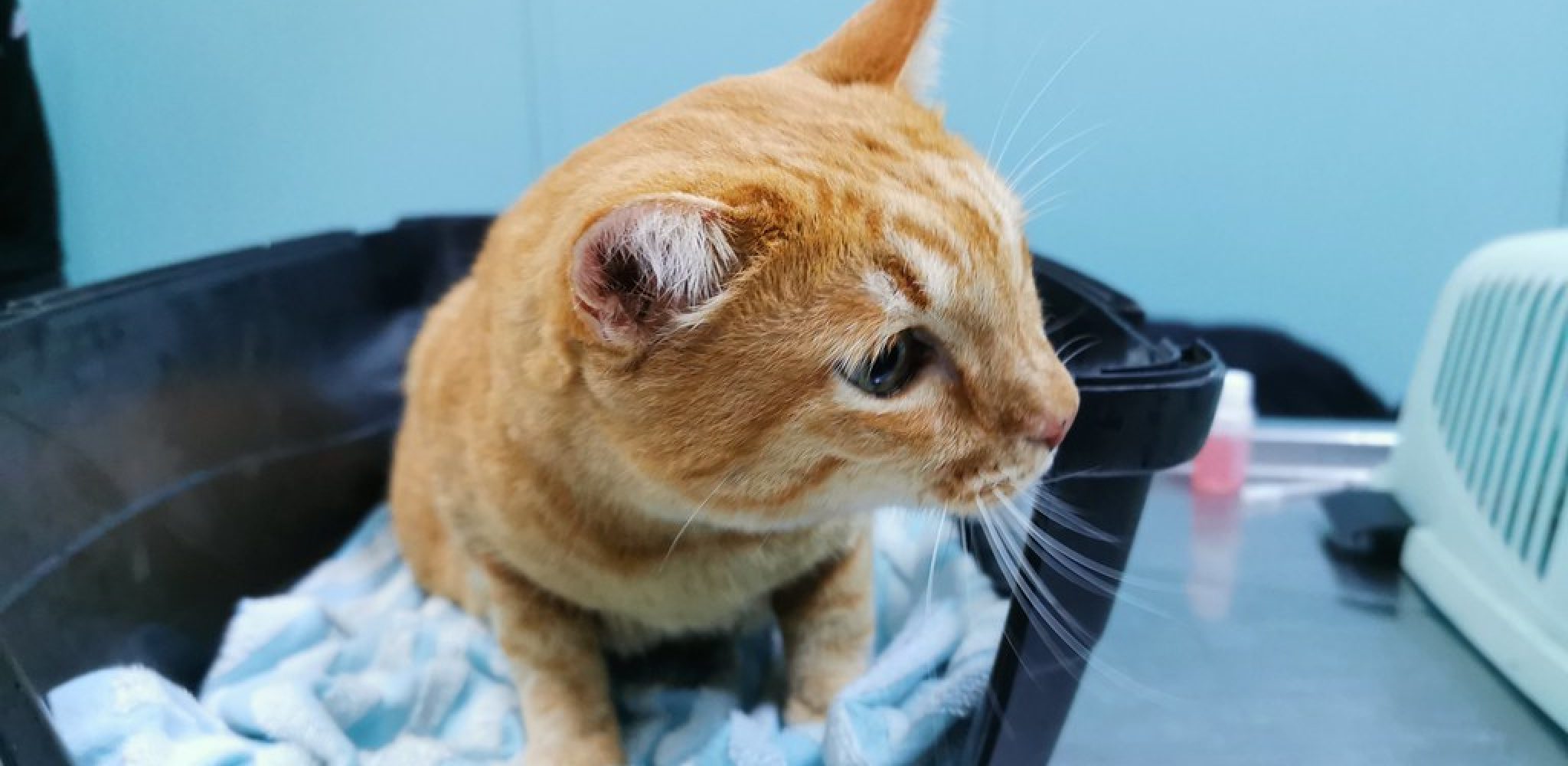 How to Feed Cat Wet Food While Away 10 Effective Ways (2024)