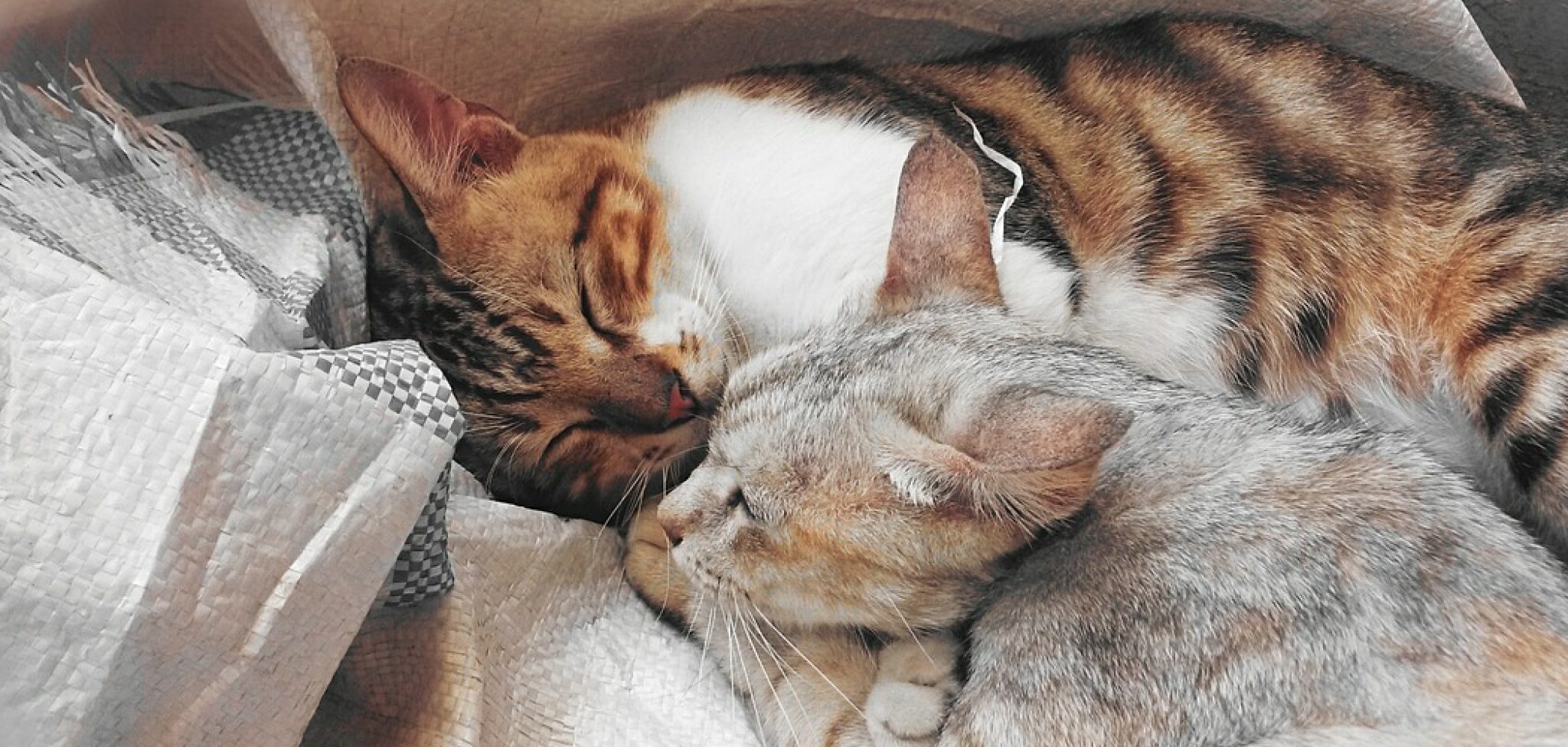 How Do Cats Breathe Under Blankets Detailed Guide (2024)