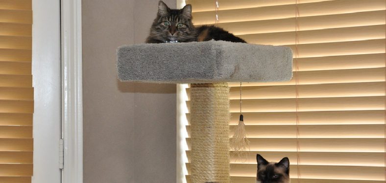 How to Get Cat to Use Cat Tree