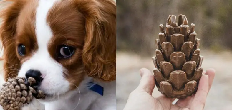How to Stop Dog From Eating Pine Cones