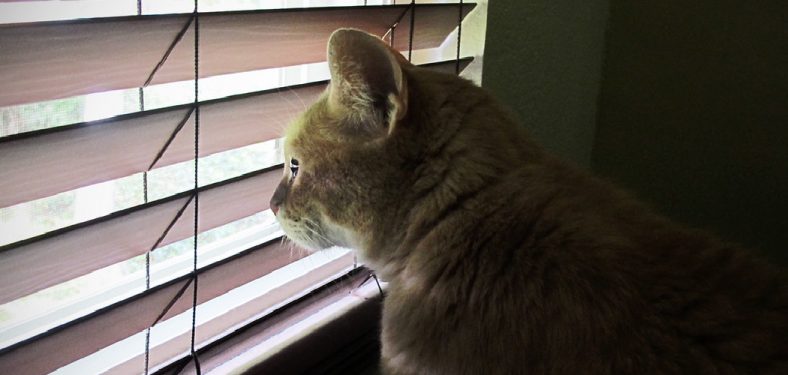 How to Keep Cats Off Blinds
