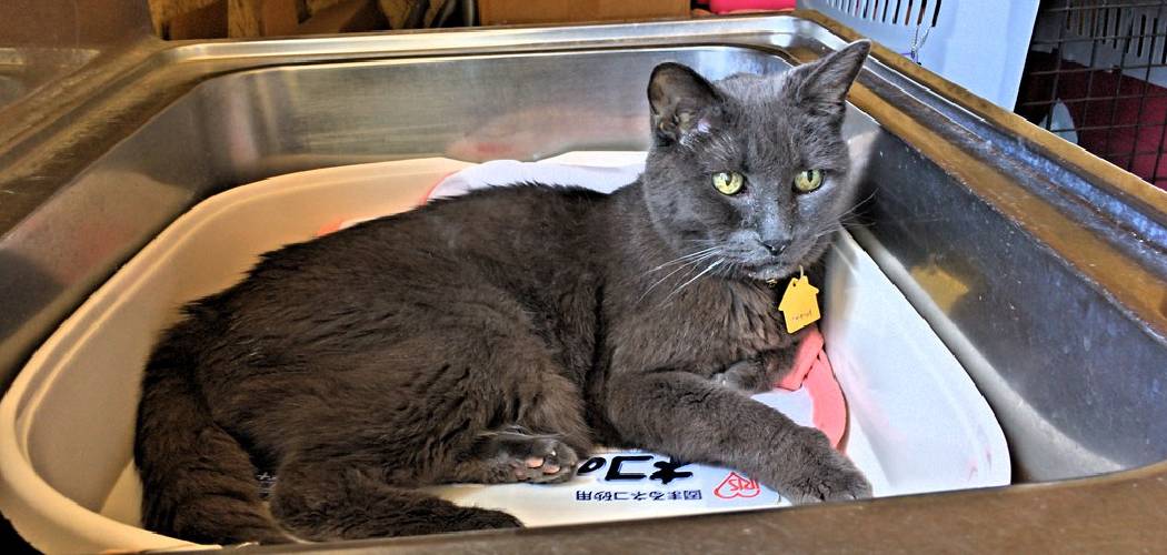 How to Move Your Cats Litter Box 05 Effective Ways (2024)