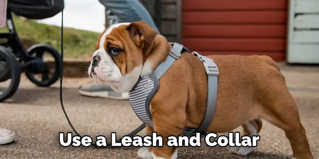 Use a Leash and Collar
