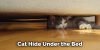 How to Block Under Bed From Cat - 15 Effective Ways (2022)