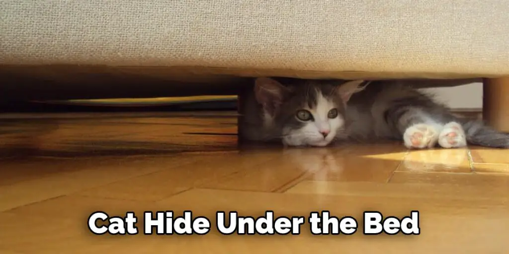 Cat Hide Under the Bed