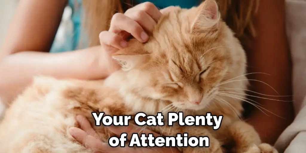 Your Cat Plenty  of Attention