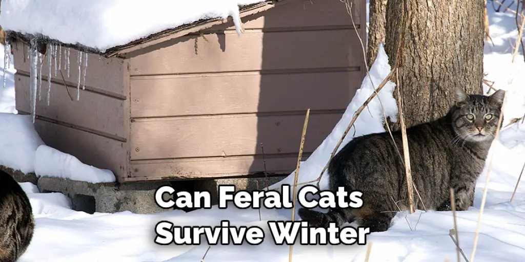 Can Feral Cats Survive Winter