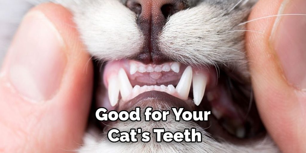 Good for Your Cat's Teeth