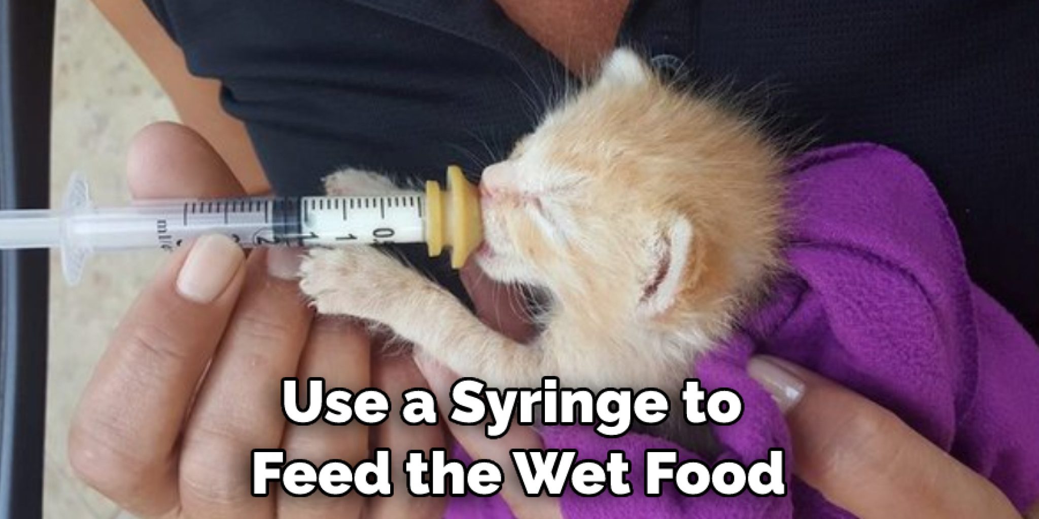 How to Feed Cat Wet Food While Away 10 Effective Ways (2024)