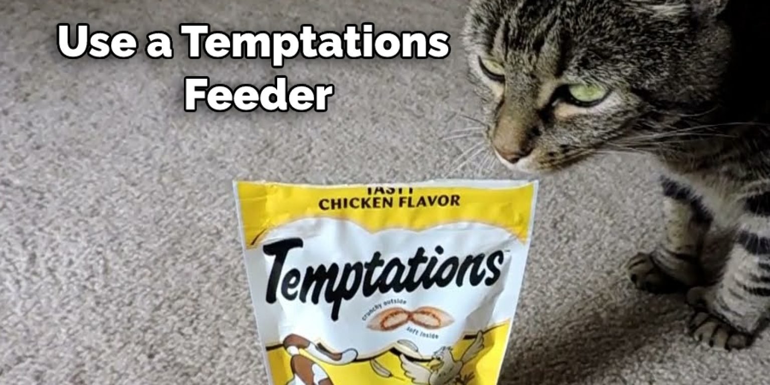 How to Feed Cat Wet Food While Away 10 Effective Ways (2024)
