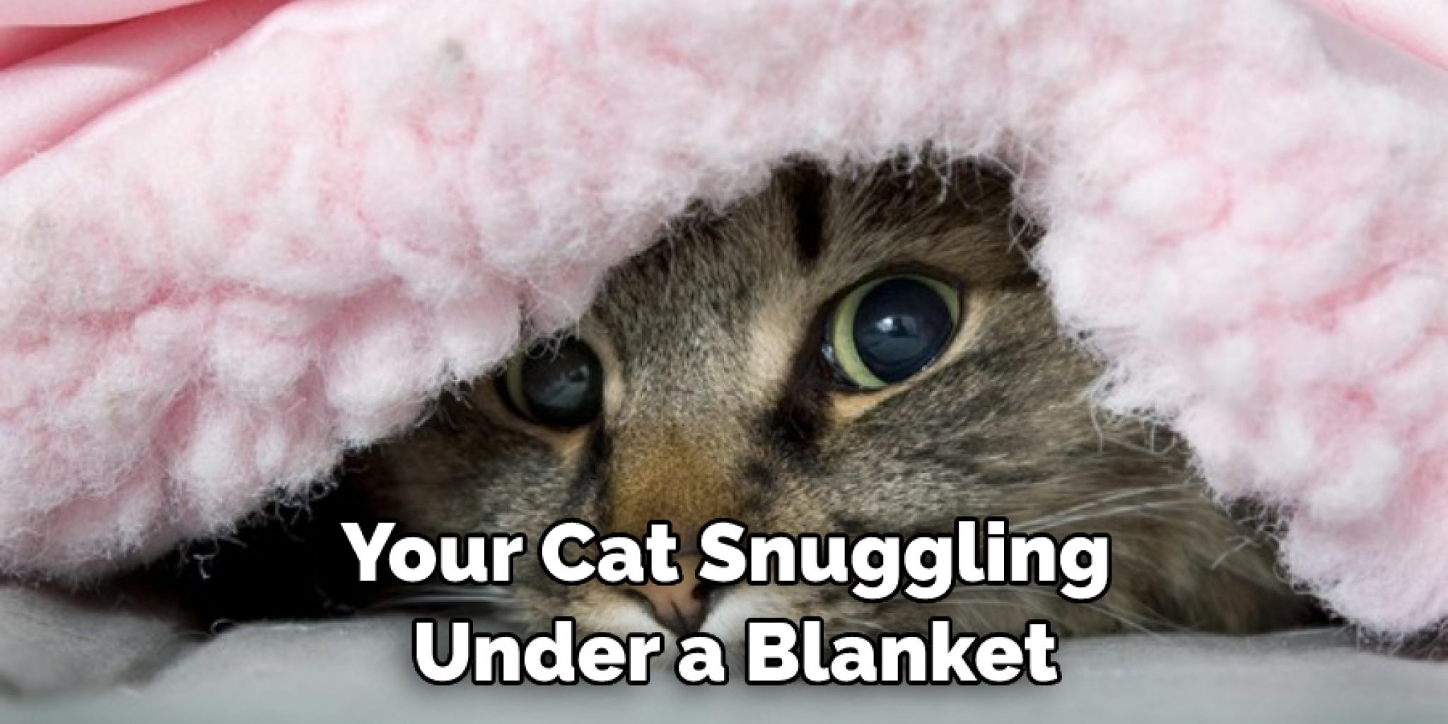 How Do Cats Breathe Under Blankets Detailed Guide (2024)