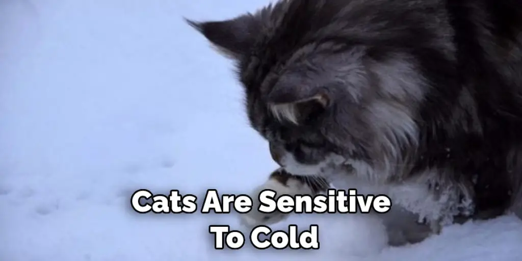 Cats Are Sensitive  To Cold