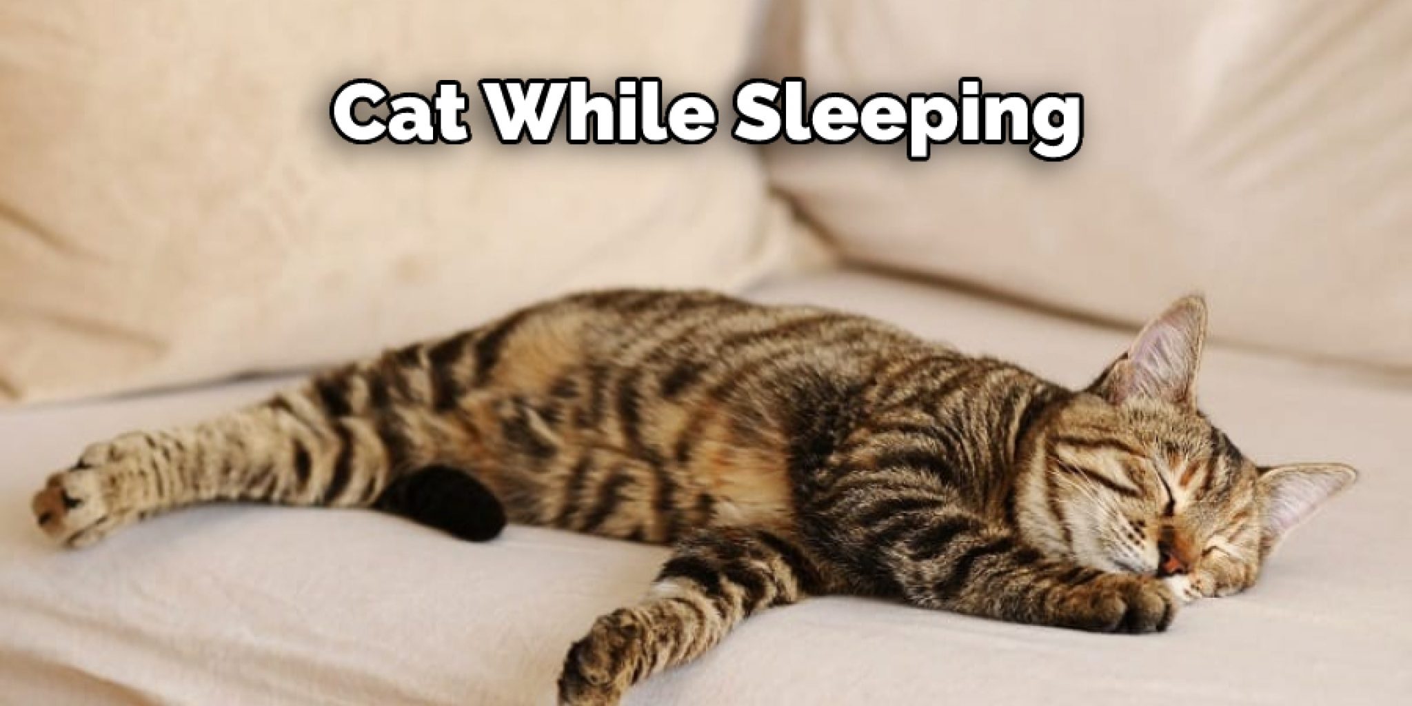 How Do Cats Breathe Under Blankets Detailed Guide (2024)