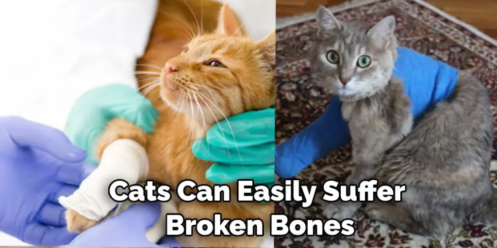 Cats can easily suffer broken bones 
