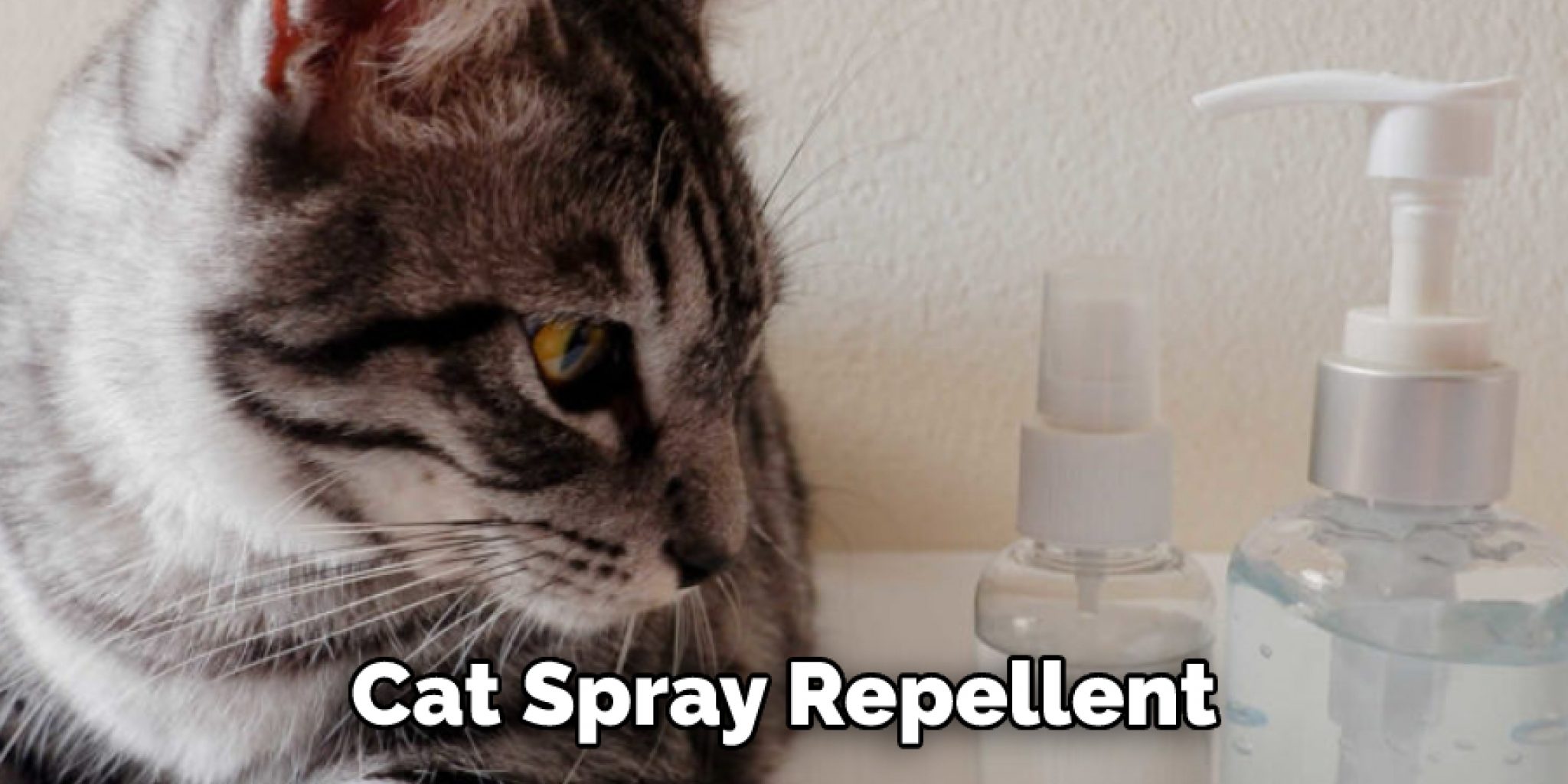 How to Keep a Cat Out Of the Window 10 Tips (2024)