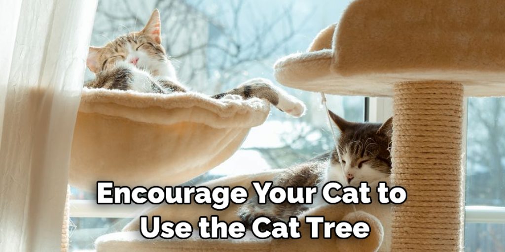 Encourage Your Cat to  Use the Cat Tree