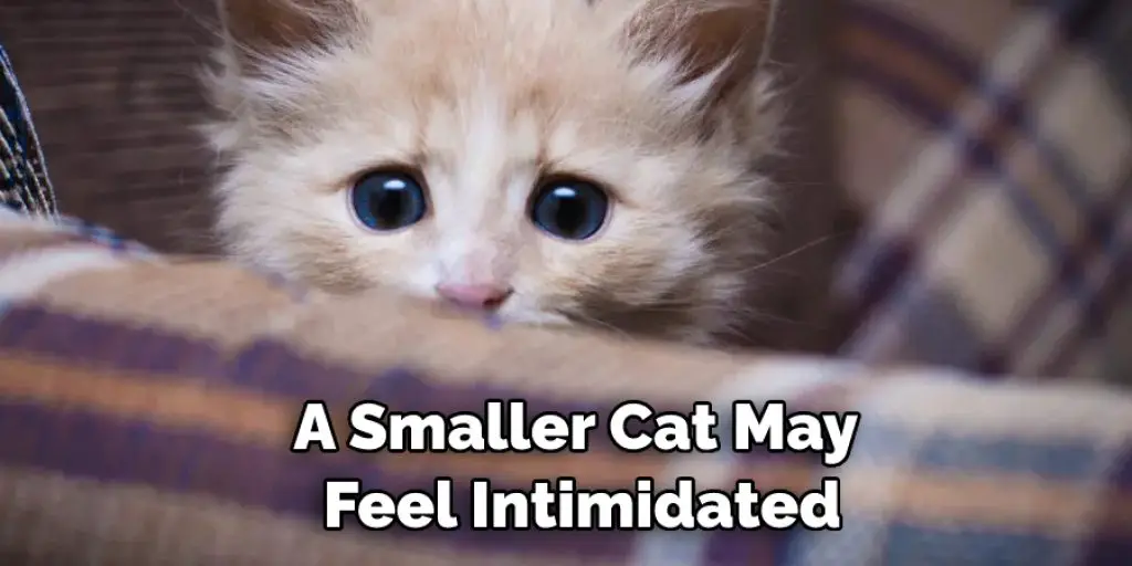 A Smaller Cat May  Feel Intimidated