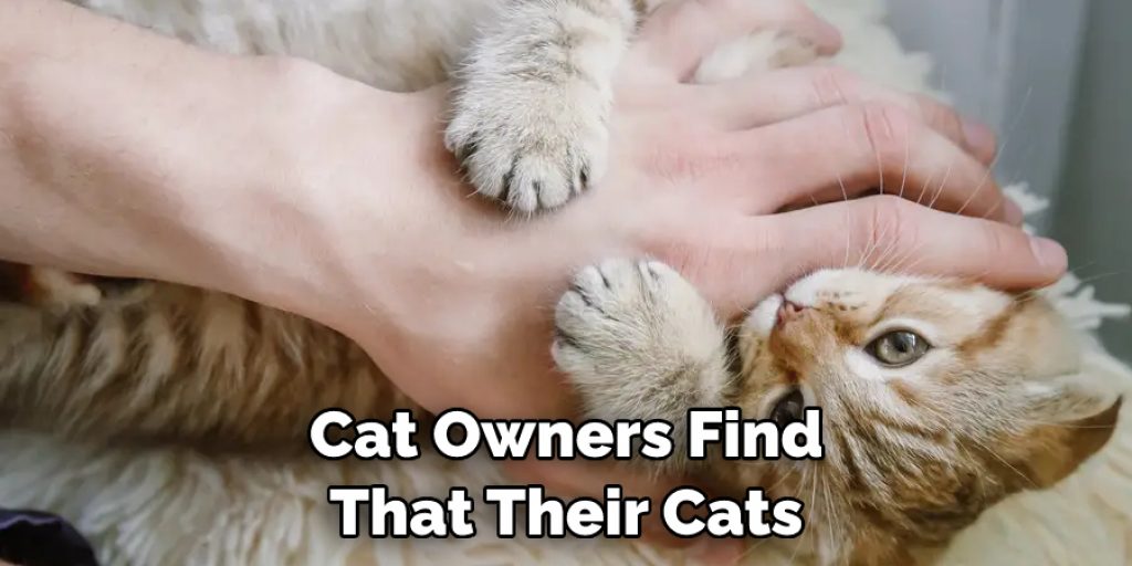 Cat Owners Find  That Their Cats 