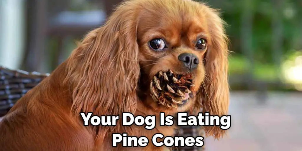 Your Dog Is Eating Pine Cones