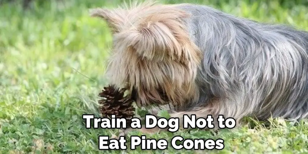 Train a Dog Not to  Eat Pine Cones