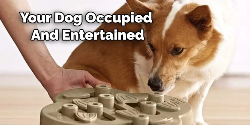 Your Dog Occupied  And Entertained