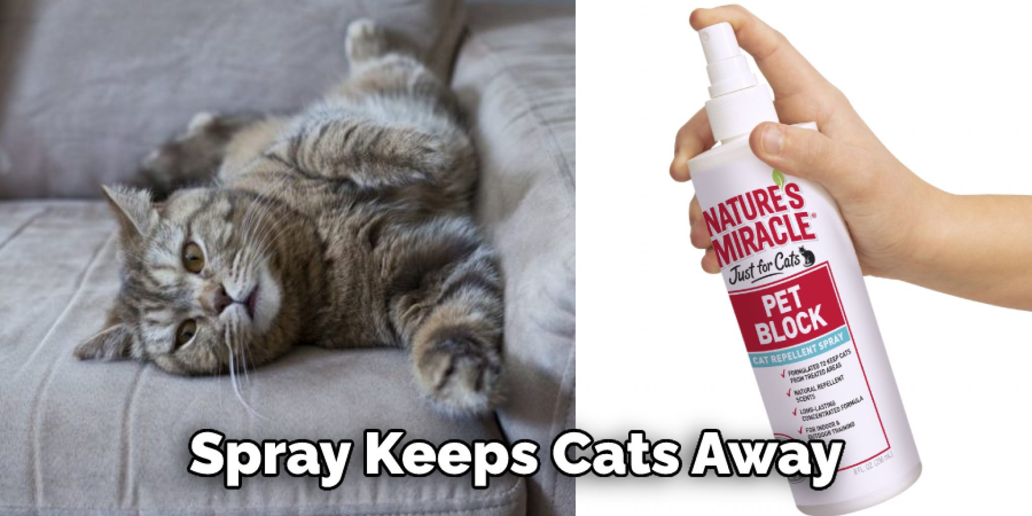 How to Keep Cats Off Blinds 10 Effective Ways (2024)