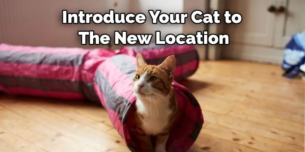 Introduce Your Cat to  The New Location