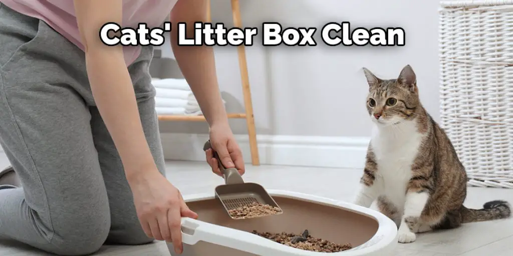 Cats' Litter Box Clean