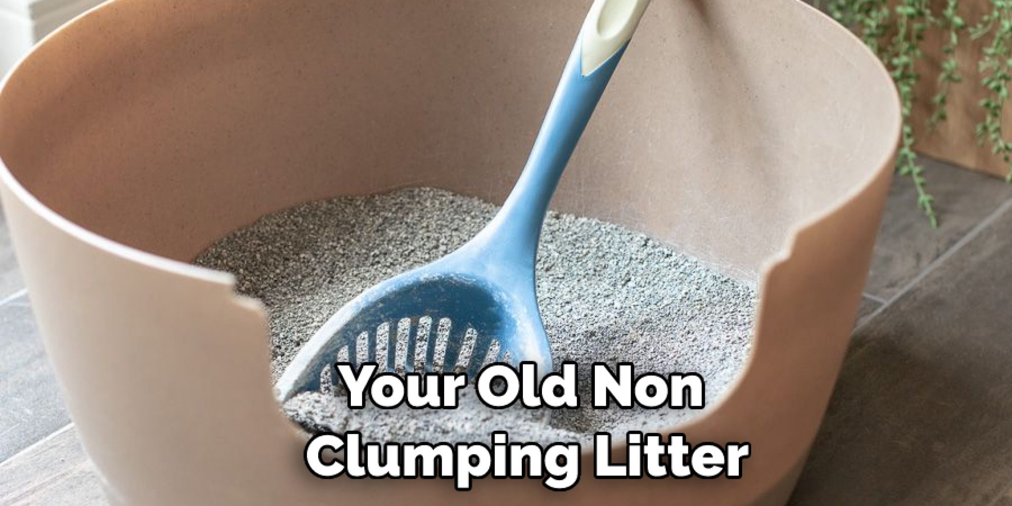 How Often to Change Non Clumping Litter in 06 Easy Steps (2024)
