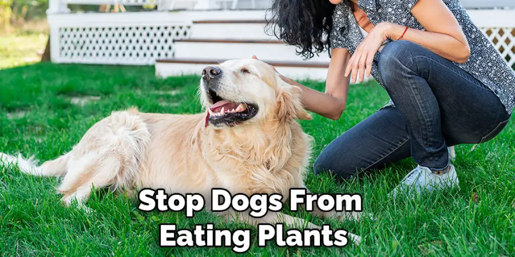 Stop Dogs From Eating Plants