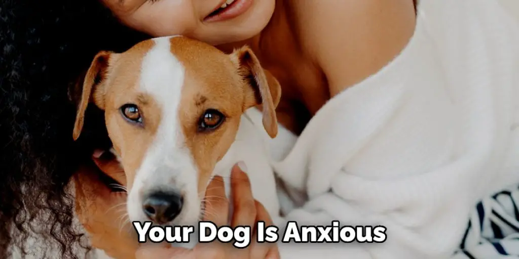 Your Dog Is Anxious