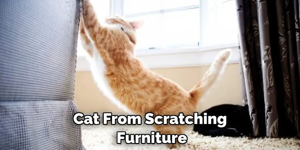Cat From Scratching  Furniture