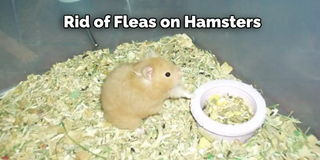 Rid of Fleas on Hamsters