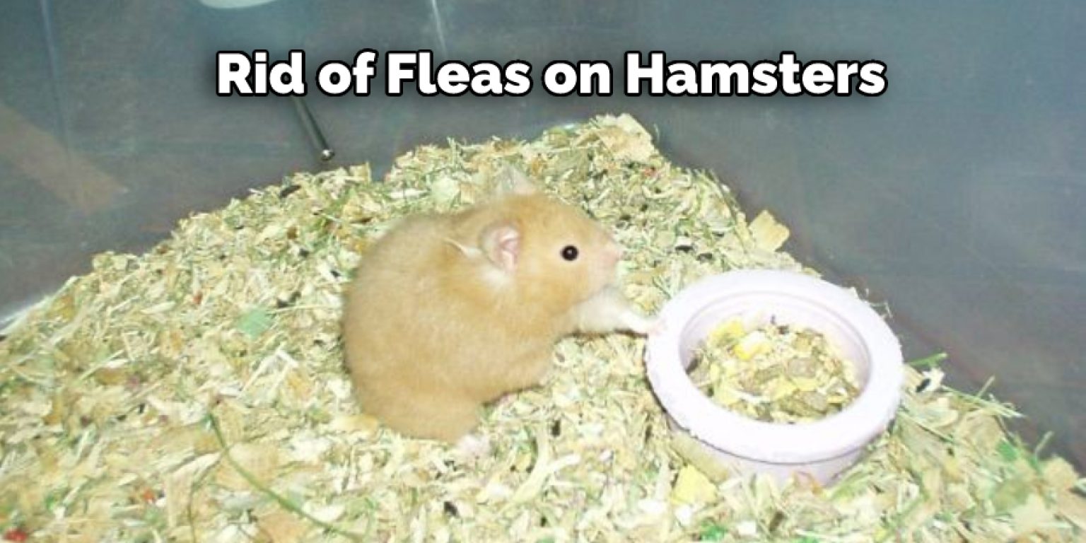 How to Get Rid of Fleas on Hamsters Described in 08 Steps (2024)