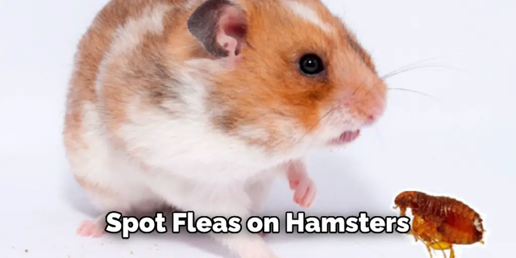 Spot Fleas on Hamsters