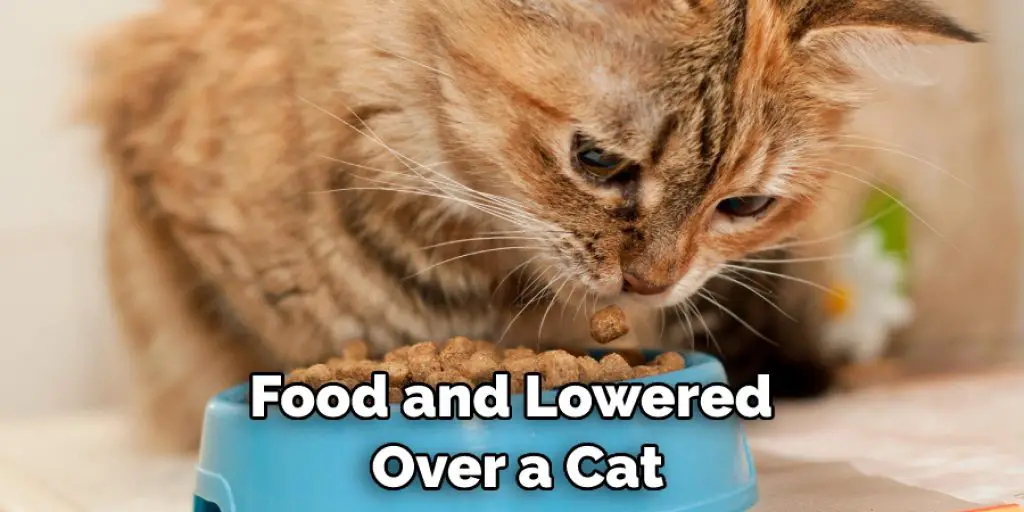 Food and Lowered  Over a Cat