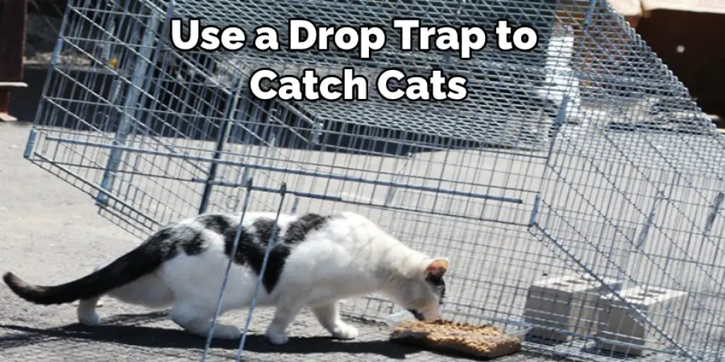 Use a Drop Trap to  Catch Cats