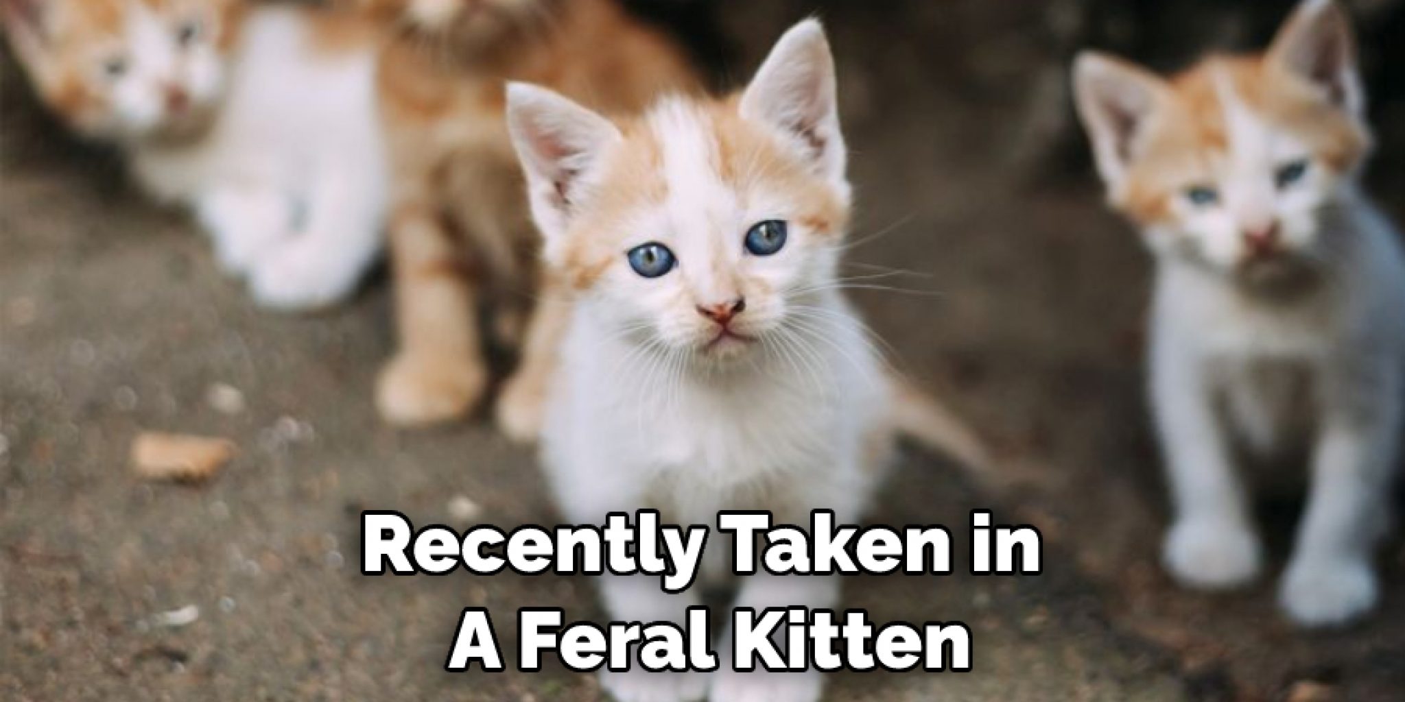 How To Socialize A Feral Kitten 07 Effective Methods 2023 